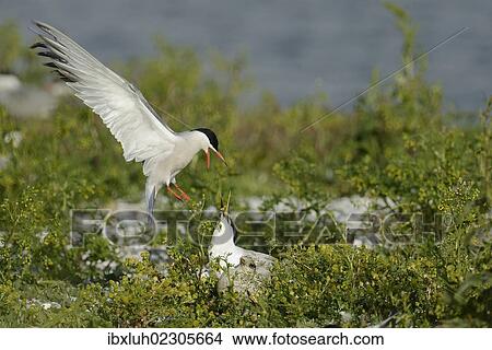 "Common Tern (Sterna hirundo) attacking Sandwich Tern (Sterna sandvicensis), Texel, The Netherlands, Europe" View Large Photo Image Picture - "Common Tern (Sterna hirundo) attacking Sandwich Tern (Sterna sandvicensis), Texel, The Netherlands, Europe". Fotosearch