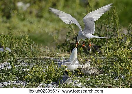 Stock Photo - "Common Tern (Sterna hirundo) attacking Sandwich Tern (Sterna sandvicensis), Texel, The Netherlands, Europe". Fotosearch