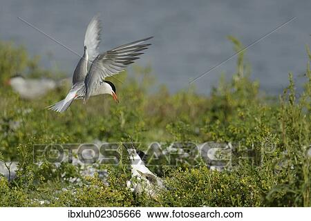 "Common Tern (Sterna hirundo) attacking Sandwich Tern (Sterna sandvicensis), Texel, The Netherlands, Europe" View Large Photo Image Stock Photograph - "Common Tern (Sterna hirundo) attacking Sandwich Tern (Sterna sandvicensis), Texel, The Netherlands, Europe". Fotosearch