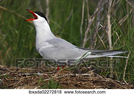 "Common tern (Sterna hirundo), calling, perched on a haystack, Neuwerk island near Cuxhaven, Hamburg Wadden Sea, Germany, Europe" View Large Photo Image Stock Photo - "Common tern (Sterna hirundo), calling, perched on a haystack, Neuwerk island near Cuxhaven, Hamburg Wadden Sea, Germany, Europe". Fotosearch