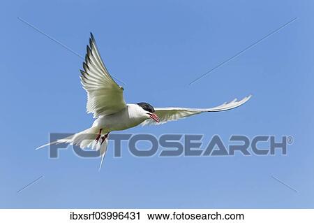 "Common Tern (Sterna hirundo), Farne Islands, Northumberland, England, United Kingdom, Europe" View Large Photo Image Stock Image - "Common Tern (Sterna hirundo), Farne Islands, Northumberland, England, United Kingdom, Europe". Fotosearch