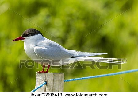 Stock Photo - "Common Tern (Sterna hirundo), Farne Islands, Northumberland, England, United Kingdom, Europe". Fotosearch