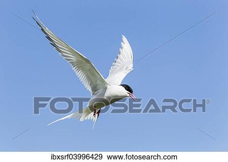 "Common Tern (Sterna hirundo), Farne Islands, Northumberland, England, United Kingdom, Europe" View Large Photo Image Stock Photo - "Common Tern (Sterna hirundo), Farne Islands, Northumberland, England, United Kingdom, Europe". Fotosearch