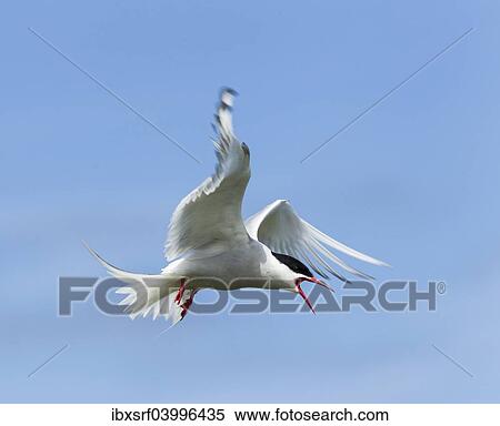 "Common Tern (Sterna hirundo), Farne Islands, Northumberland, England, United Kingdom, Europe" View Large Photo Image Stock Photography - "Common Tern (Sterna hirundo), Farne Islands, Northumberland, England, United Kingdom, Europe". Fotosearch