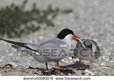 "Common Tern (Sterna hirundo) feeding juvenile bird with fish, East Frisian Islands, East Frisia, Lower Saxony, Germany, Europe" View Large Photo Image Stock Photograph - "Common Tern (Sterna hirundo) feeding juvenile bird with fish, East Frisian Islands, East Frisia, Lower Saxony, Germany, Europe". Fotosearch
