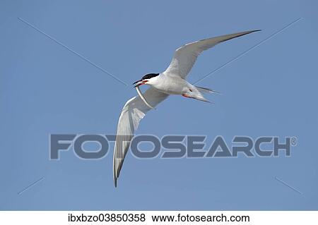"Common Tern (Sterna hirundo) in flight with fish in its beak, Wagejot Nature Reserve, Texel, West Frisian Islands, province of North Holland, Netherlands" View Large Photo Image Stock Photo - "Common Tern (Sterna hirundo) in flight with fish in its beak, Wagejot Nature Reserve, Texel, West Frisian Islands, province of North Holland, Netherlands". Fotosearch