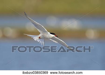 "Common Tern (Sterna hirundo) in flight over a nesting colony, Wagejot Nature Reserve, Texel, West Frisian Islands, province of North Holland, Netherlands" View Large Photo Image Stock Photo - "Common Tern (Sterna hirundo) in flight over a nesting colony, Wagejot Nature Reserve, Texel, West Frisian Islands, province of North Holland, Netherlands". Fotosearch