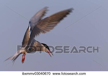 "Common Tern (Sterna hirundo), in flight, East Frisian Islands, East Frisia, Lower Saxony, Germany, Europe" View Large Photo Image Stock Image - "Common Tern (Sterna hirundo), in flight, East Frisian Islands, East Frisia, Lower Saxony, Germany, Europe". Fotosearch