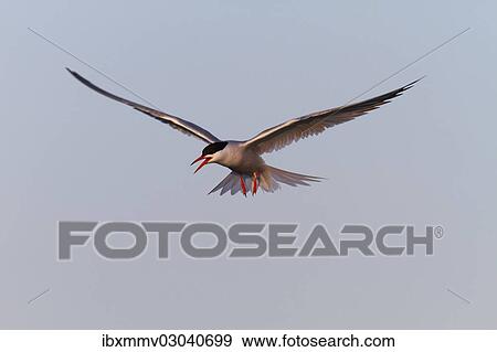 "Common Tern (Sterna hirundo), in flight, East Frisian Islands, East Frisia, Lower Saxony, Germany, Europe" View Large Photo Image Stock Photo - "Common Tern (Sterna hirundo), in flight, East Frisian Islands, East Frisia, Lower Saxony, Germany, Europe". Fotosearch
