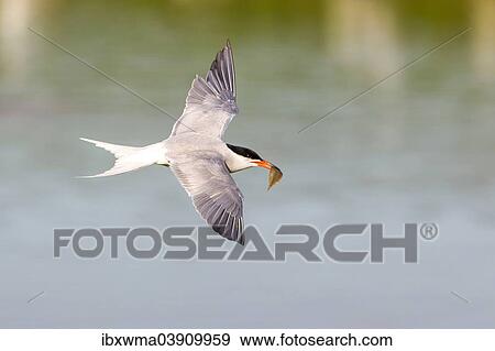 "Common Tern (Sterna hirundo), in flight, with a fish in its beak, Texel, North Holland, The Netherlands, Europe" View Large Photo Image Stock Photo - "Common Tern (Sterna hirundo), in flight, with a fish in its beak, Texel, North Holland, The Netherlands, Europe". Fotosearch
