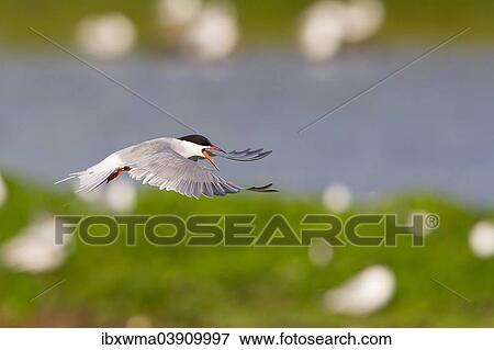 Stock Photo - "Common Tern (Sterna hirundo), in flight, Texel, North Holland, The Netherlands, Europe". Fotosearch
