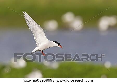 "Common Tern (Sterna hirundo), in flight, Texel, North Holland, The Netherlands, Europe" View Large Photo Image Stock Photo - "Common Tern (Sterna hirundo), in flight, Texel, North Holland, The Netherlands, Europe". Fotosearch