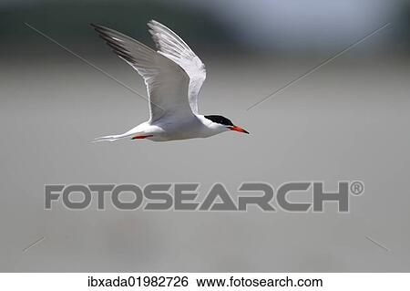 "Common Tern (Sterna hirundo) in flight, Apetlon, Lake Neusiedl, Burgenland, Austria, Europe" View Large Photo Image Stock Photograph - "Common Tern (Sterna hirundo) in flight, Apetlon, Lake Neusiedl, Burgenland, Austria, Europe". Fotosearch