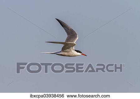 "Common Tern (Sterna hirundo) in breeding plumage, in flight, Seewinkel, Burgenland, Austria, Europe" View Large Photo Image Stock Photograph - "Common Tern (Sterna hirundo) in breeding plumage, in flight, Seewinkel, Burgenland, Austria, Europe". Fotosearch