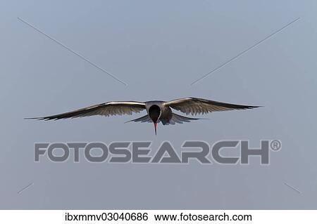 "Common Tern (Sterna hirundo), in flight, East Frisian Islands, East Frisia, Lower Saxony, Germany, Europe" View Large Photo Image Stock Photograph - "Common Tern (Sterna hirundo), in flight, East Frisian Islands, East Frisia, Lower Saxony, Germany, Europe". Fotosearch