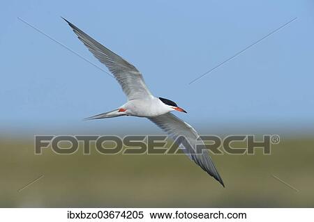"Common Tern (Sterna hirundo) in flight, Wagejot nature reserve, Texel, West Frisian Islands, province of North Holland, The Netherlands, Europe" View Large Photo Image Stock Photography - "Common Tern (Sterna hirundo) in flight, Wagejot nature reserve, Texel, West Frisian Islands, province of North Holland, The Netherlands, Europe". Fotosearch