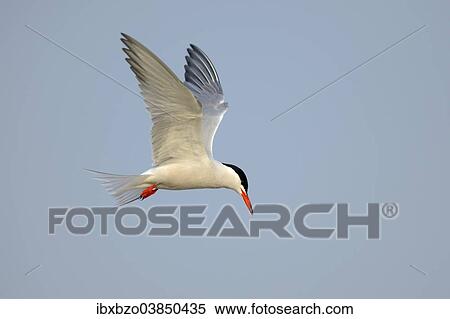 "Common Tern (Sterna hirundo) in flight, Wagejot Nature Reserve, Texel, West Frisian Islands, province of North Holland, Netherlands" View Large Photo Image Stock Photography - "Common Tern (Sterna hirundo) in flight, Wagejot Nature Reserve, Texel, West Frisian Islands, province of North Holland, Netherlands". Fotosearch