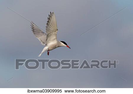 "Common Tern (Sterna hirundo), in flight, Texel, North Holland, The Netherlands, Europe" View Large Photo Image Stock Photography - "Common Tern (Sterna hirundo), in flight, Texel, North Holland, The Netherlands, Europe". Fotosearch