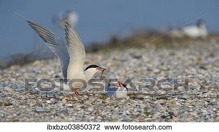 "Common Tern (Sterna hirundo), male handing over a bridal gift to a female, breeding colony on a shell bank, Wagejot Nature Reserve, Texel, West Frisian Islands, province of North Holland, Netherlands" View Large Photo Image Stock Image - "Common Tern (Sterna hirundo), male handing over a bridal gift to a female, breeding colony on a shell bank, Wagejot Nature Reserve, Texel, West Frisian Islands, province of North Holland, Netherlands". Fotosearch