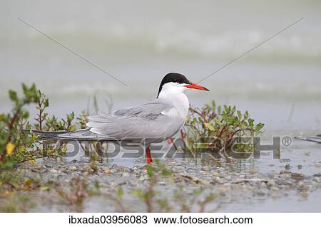 "Common Tern (Sterna hirundo) standing in shallow water, Lake Neusiedl, Burgenland, Austria, Europe" View Large Photo Image Stock Image - "Common Tern (Sterna hirundo) standing in shallow water, Lake Neusiedl, Burgenland, Austria, Europe". Fotosearch