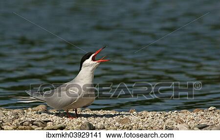 "Common Tern (Sterna hirundo), Mecklenburg-Western Pomerania, Germany, Europe" View Large Photo Image Stock Image - "Common Tern (Sterna hirundo), Mecklenburg-Western Pomerania, Germany, Europe". Fotosearch