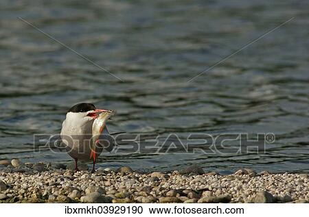 "Common Tern (Sterna hirundo), Mecklenburg-Western Pomerania, Germany, Europe" View Large Photo Image Stock Image - "Common Tern (Sterna hirundo), Mecklenburg-Western Pomerania, Germany, Europe". Fotosearch