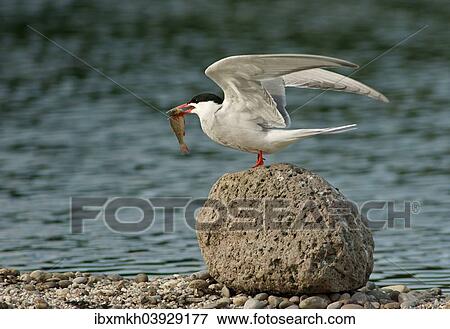 "Common Tern (Sterna hirundo), Mecklenburg-Western Pomerania, Germany, Europe" View Large Photo Image Stock Photo - "Common Tern (Sterna hirundo), Mecklenburg-Western Pomerania, Germany, Europe". Fotosearch