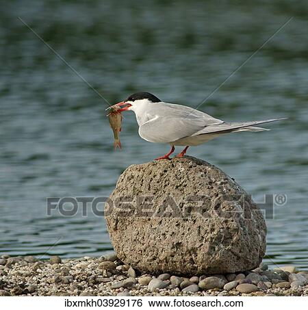 "Common Tern (Sterna hirundo), Mecklenburg-Western Pomerania, Germany, Europe" View Large Photo Image Stock Photograph - "Common Tern (Sterna hirundo), Mecklenburg-Western Pomerania, Germany, Europe". Fotosearch