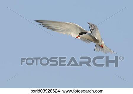 "Common Tern (Sterna hirundo), Texel, West Frisian Islands, North Holland, Holland, The Netherlands, Europe" View Large Photo Image Picture - "Common Tern (Sterna hirundo), Texel, West Frisian Islands, North Holland, Holland, The Netherlands, Europe". Fotosearch