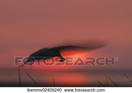 "Common Tern (Sterna hirundo) with prey against the light at sunset, Minsener Oog, East Frisian Islands, Lower Saxony Wadden Sea National Park, Lower Saxony, Germany, Europe" View Large Photo Image Stock Image - "Common Tern (Sterna hirundo) with prey against the light at sunset, Minsener Oog, East Frisian Islands, Lower Saxony Wadden Sea National Park, Lower Saxony, Germany, Europe". Fotosearch