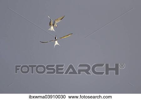 "Common Terns (Sterna hirundo), in flight, fighting in the air, Texel, North Holland, The Netherlands, Europe" View Large Photo Image Stock Image - "Common Terns (Sterna hirundo), in flight, fighting in the air, Texel, North Holland, The Netherlands, Europe". Fotosearch
