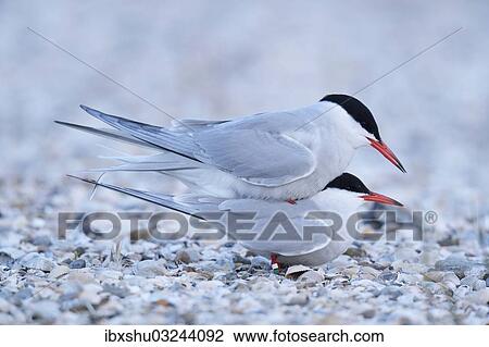 Stock Image - "Common Terns (Sterna hirundo), mating, Ouedeschild, Texel, Texel, West Frisian Islands, province of North Holland, The Netherlands, Europe". Fotosearch