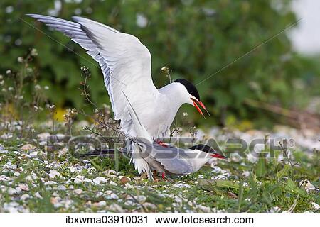 "Common Terns (Sterna hirundo), mating, Texel, North Holland, The Netherlands, Europe" View Large Photo Image Stock Image - "Common Terns (Sterna hirundo), mating, Texel, North Holland, The Netherlands, Europe". Fotosearch