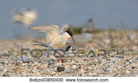 "Common Terns (Sterna hirundo), pair mating in a breeding colony on a shell bank, Wagejot Nature Reserve, Texel, West Frisian Islands, province of North Holland, Netherlands" View Large Photo Image Stock Image - "Common Terns (Sterna hirundo), pair mating in a breeding colony on a shell bank, Wagejot Nature Reserve, Texel, West Frisian Islands, province of North Holland, Netherlands". Fotosearch