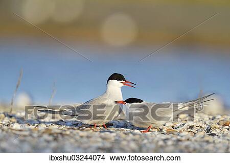 Picture - "Common Terns (Sterna hirundo), displaying, in preparation for mating, Ouedeschild, Texel, Texel, West Frisian Islands, province of North Holland, The Netherlands, Europe". Fotosearch