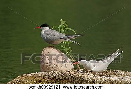 Stock Image - "Common Terns (Sterna hirundo), Mecklenburg-Western Pomerania, Germany, Europe". Fotosearch