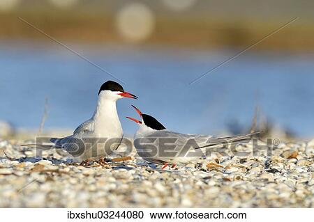 "Common Terns (Sterna hirundo), displaying, in preparation for mating, Ouedeschild, Texel, Texel, West Frisian Islands, province of North Holland, The Netherlands, Europe" View Large Photo Image Stock Image - "Common Terns (Sterna hirundo), displaying, in preparation for mating, Ouedeschild, Texel, Texel, West Frisian Islands, province of North Holland, The Netherlands, Europe". Fotosearch
