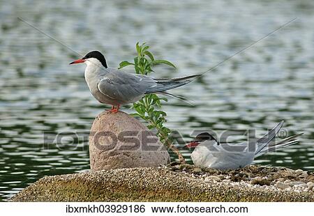 "Common Terns (Sterna hirundo), Mecklenburg-Western Pomerania, Germany, Europe" View Large Photo Image Stock Photograph - "Common Terns (Sterna hirundo), Mecklenburg-Western Pomerania, Germany, Europe". Fotosearch