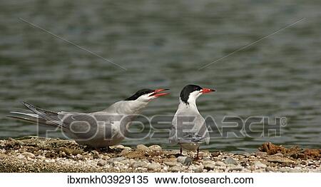 "Common Terns (Sterna hirundo), Mecklenburg-Western Pomerania, Germany, Europe" View Large Photo Image Stock Photography - "Common Terns (Sterna hirundo), Mecklenburg-Western Pomerania, Germany, Europe". Fotosearch