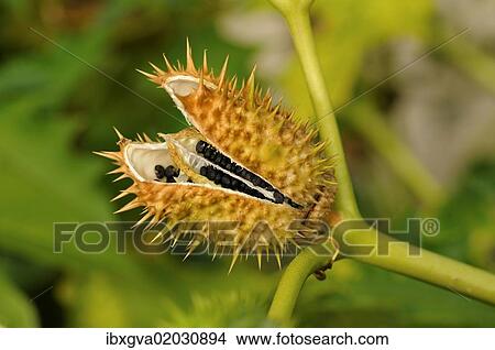 "Common Thorn Apple, Jimson Weed (Datura stramonium), seed pod, Europe" View Large Photo Image Picture - "Common Thorn Apple, Jimson Weed (Datura stramonium), seed pod, Europe". Fotosearch