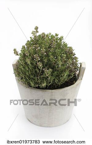 Stock Image - "Common thyme (Thymus vulgaris), herb, medicinal plant". Fotosearch