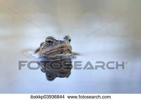 "Common toad (Bufo bufo complex) in a pond, Saxony, Germany, Europe" View Large Photo Image Picture - "Common toad (Bufo bufo complex) in a pond, Saxony, Germany, Europe". Fotosearch