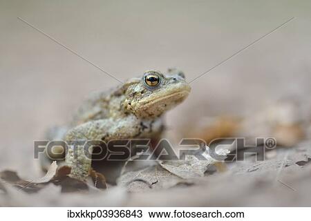"Common toad (Bufo bufo complex), Saxony, Germany, Europe" View Large Photo Image Stock Image - "Common toad (Bufo bufo complex), Saxony, Germany, Europe". Fotosearch