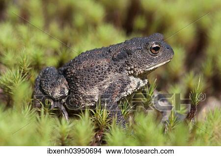 "Common Toad (Bufo bufo), Emsland, Lower Saxony, Germany, Europe" View Large Photo Image Picture - "Common Toad (Bufo bufo), Emsland, Lower Saxony, Germany, Europe". Fotosearch