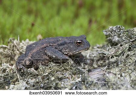 "Common Toad (Bufo bufo), Emsland, Lower Saxony, Germany, Europe" View Large Photo Image Stock Image - "Common Toad (Bufo bufo), Emsland, Lower Saxony, Germany, Europe". Fotosearch