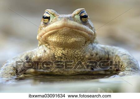 "Common Toad (Bufo bufo), North Hesse, Hesse, Germany, Europe" View Large Photo Image Picture - "Common Toad (Bufo bufo), North Hesse, Hesse, Germany, Europe". Fotosearch