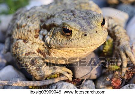 "Common Toad (Bufo bufo) on gravel, Bavaria, Germany, Europe" View Large Photo Image Stock Photography - "Common Toad (Bufo bufo) on gravel, Bavaria, Germany, Europe". Fotosearch