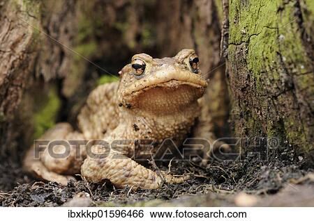 Stock Photograph - "Common toad (Bufo bufo) on the forest floor in a lowland forest near Leipzig, Saxony, Germany, Europe". Fotosearch