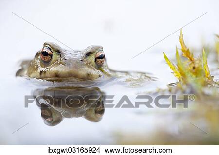 Picture - "Common Toad (Bufo bufo), Southern Germany, Germany, Europe". Fotosearch