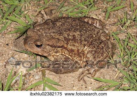 Stock Photography - "Common toad (Bufo bufo spinosus), foraging, Kerkini Lake area, Greece, Europe". Fotosearch